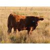Image 5 : Clear Sight Farms - 575# Steer Calves - 60 Head (Kisbey, SK)