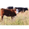 Image 6 : Clear Sight Farms - 575# Steer Calves - 60 Head (Kisbey, SK)