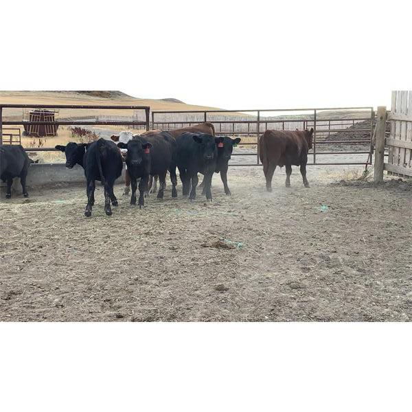 Wyatt & Meg Isaacson - 675# Steers - 83 Head (Killdeer, SK)