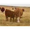 Image 10 : Diamond I Farms - 620# Steer Calves - 70 Head (Irricana, AB)