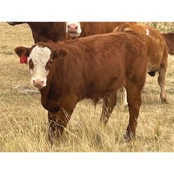 Diamond I Farms - 620# Steer Calves - 70 Head (Irricana, AB)