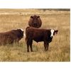 Image 5 : Diamond I Farms - 620# Steer Calves - 70 Head (Irricana, AB)