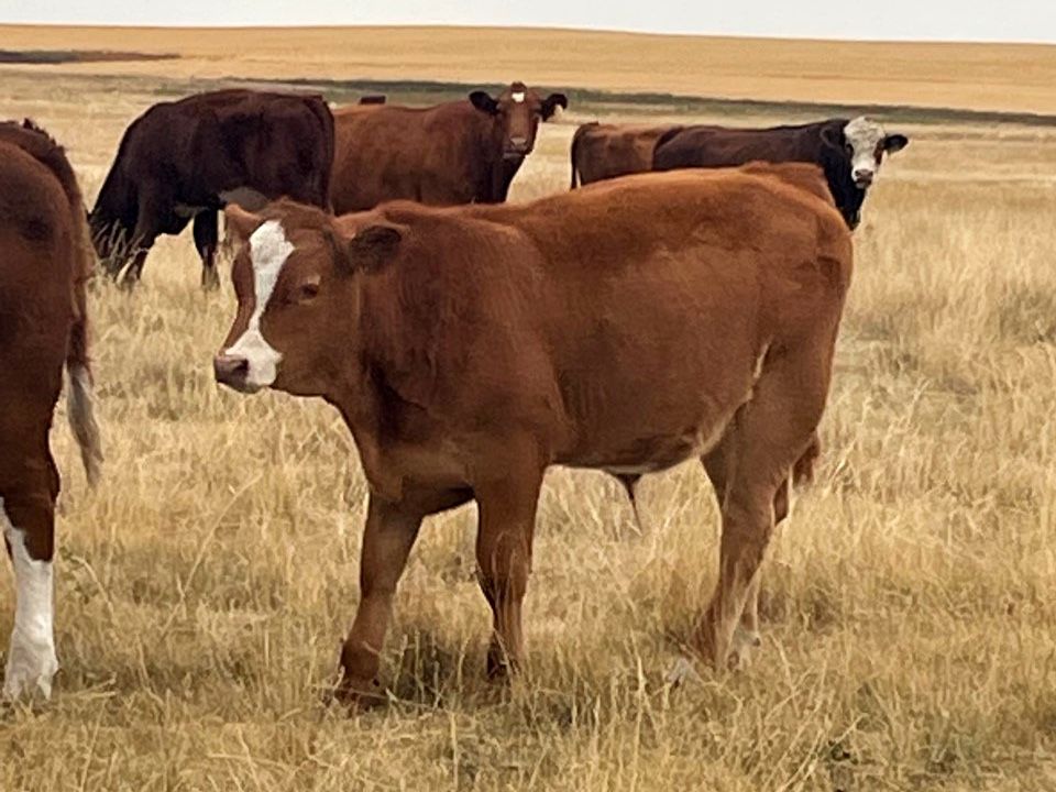 Diamond I Farms 620 Steer Calves 70 Head (Irricana, AB) Team