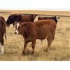Image 6 : Diamond I Farms - 620# Steer Calves - 70 Head (Irricana, AB)