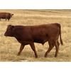 Image 7 : Diamond I Farms - 620# Steer Calves - 70 Head (Irricana, AB)