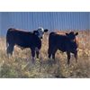 Image 8 : Diamond I Farms - 620# Steer Calves - 70 Head (Irricana, AB)