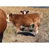 Image 9 : Diamond I Farms - 620# Steer Calves - 70 Head (Irricana, AB)