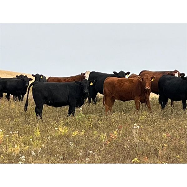 K & D Farms - 1000# Heifers - 65 Head (Viking, AB)