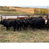 Image 2 : K & D Farms - 1000# Heifers - 65 Head (Viking, AB)