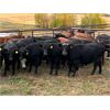 Image 3 : K & D Farms - 1000# Heifers - 65 Head (Viking, AB)