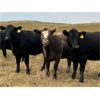 Image 6 : K & D Farms - 1000# Heifers - 65 Head (Viking, AB)
