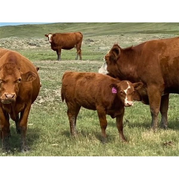 Langer Land & Cattle Inc. - 575# Heifer Calves - 90 Head (Riverhurst, SK)