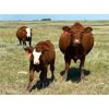 Image 2 : Langer Land & Cattle Inc. - 575# Heifer Calves - 90 Head (Riverhurst, SK)