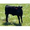 Image 4 : Langer Land & Cattle Inc. - 575# Heifer Calves - 90 Head (Riverhurst, SK)