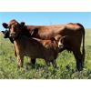 Image 5 : Langer Land & Cattle Inc. - 575# Heifer Calves - 90 Head (Riverhurst, SK)