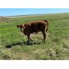 Image 6 : Langer Land & Cattle Inc. - 575# Heifer Calves - 90 Head (Riverhurst, SK)