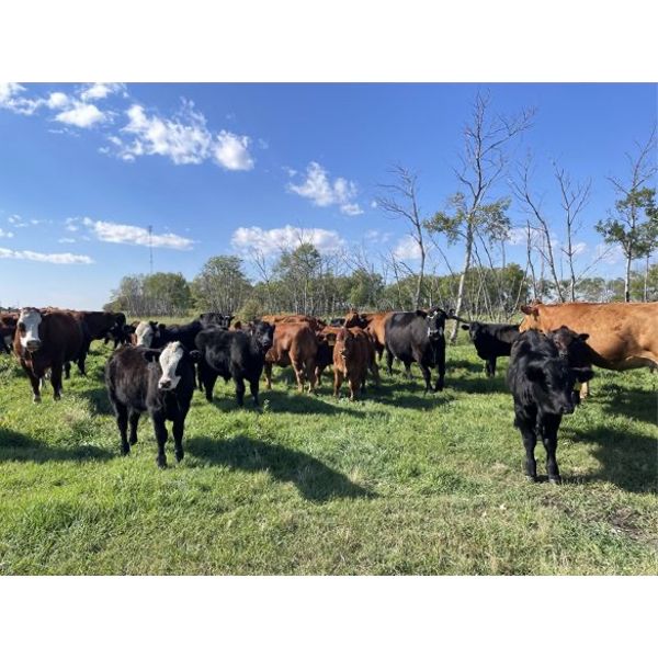 Teresa Walker - 575# Heifer Calves - 30 Head (Fairlight, SK)