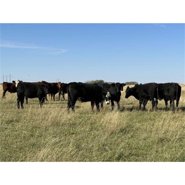 Matt Fox - 925# Steers - 260 Head (Foam Lake, SK)