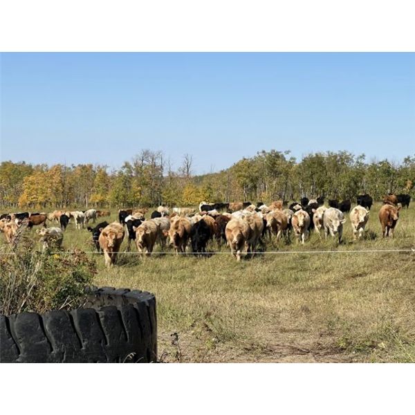 Matt Fox - 900# Heifers - 210 Head (Foam Lake, SK)