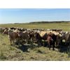 Image 2 : Matt Fox - 900# Heifers - 210 Head (Foam Lake, SK)