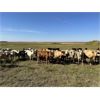 Image 4 : Matt Fox - 900# Heifers - 210 Head (Foam Lake, SK)