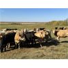 Image 5 : Matt Fox - 900# Heifers - 210 Head (Foam Lake, SK)