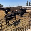 Image 1 : Idaho Dairies/Ranches - 69 Cows (Burley, ID)
