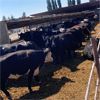 Image 3 : Idaho Dairies/Ranches - 69 Cows (Burley, ID)