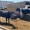Image 4 : Idaho Dairies/Ranches - 69 Cows (Burley, ID)