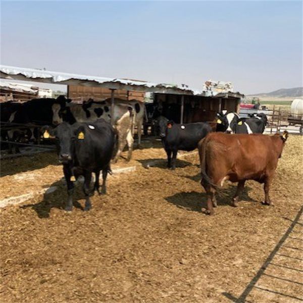 Idaho Dairies/Ranches - 60 Cows (Burley, ID)