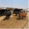 Image 1 : Idaho Dairies/Ranches - 60 Cows (Burley, ID)