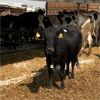 Image 2 : Idaho Dairies/Ranches - 60 Cows (Burley, ID)