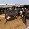 Image 3 : Idaho Dairies/Ranches - 60 Cows (Burley, ID)
