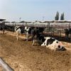 Image 4 : Idaho Dairies/Ranches - 60 Cows (Burley, ID)