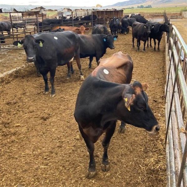 Idaho Dairies/Ranches - 77 Cows/Heifers (Burley, ID)