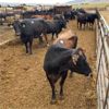 Image 1 : Idaho Dairies/Ranches - 77 Cows/Heifers (Burley, ID)