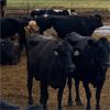 Image 2 : Idaho Dairies/Ranches - 77 Cows/Heifers (Burley, ID)
