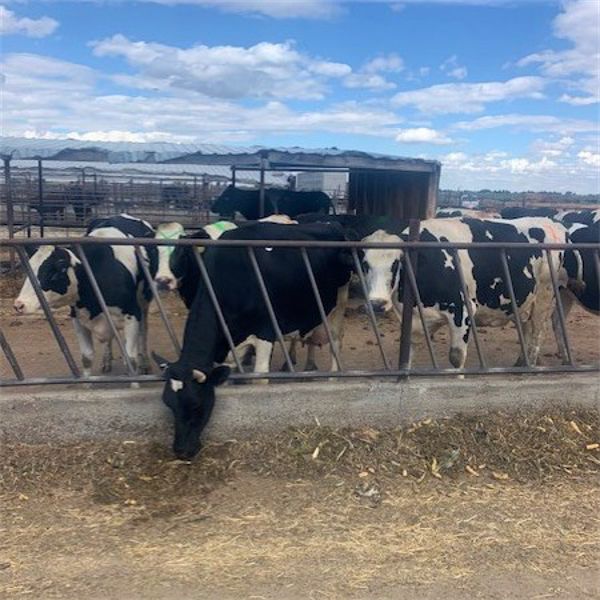 Idaho Dairies - 20 Cows (Burley, ID)