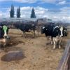 Image 2 : Idaho Dairies - 20 Cows (Burley, ID)