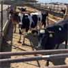Image 1 : Idaho Dairies - 29 Cows (Burley, ID)