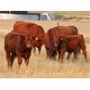 Image 3 : Indian Springs Land & Cattle - 625# Steer Calves - 100 Head (Hussar, AB)