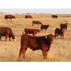 Image 4 : Indian Springs Land & Cattle - 625# Steer Calves - 100 Head (Hussar, AB)