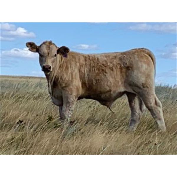 Douglass Cattle Co. - 610# Steer Calves - 100 Head (Finnegan, AB)