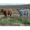 Image 4 : Douglass Cattle Co. - 610# Steer Calves - 100 Head (Finnegan, AB)