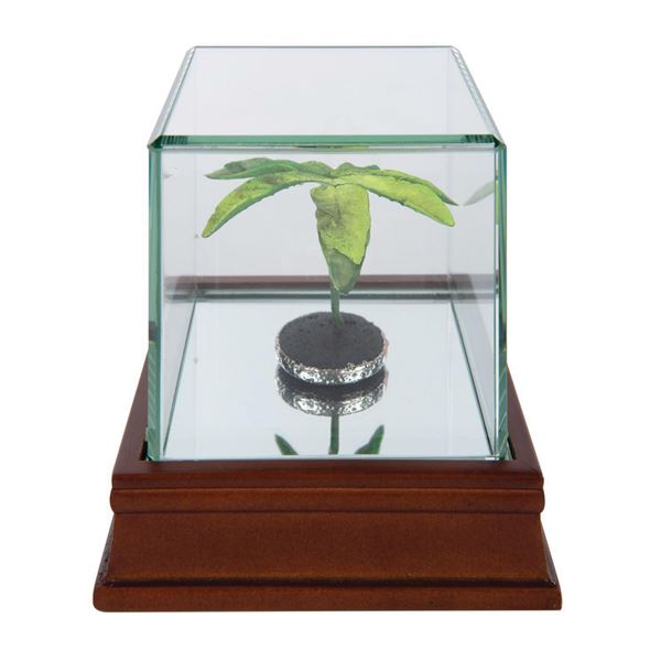 Peter Pan's Flight Tree Prop.