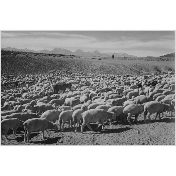 Adams - Flock in Owens Valley, 1941