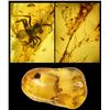 Image 1 : Baltic amber with preserved spider and spider-web, approx. 44 million years old, from Kaliningrad, R