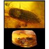 Image 1 : Baltic amber with preserved beetle, approx. 44 million years old, from Kaliningrad, Russia.