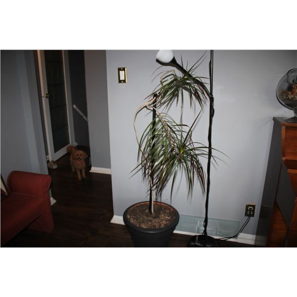 House plant and pot 50" T