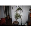 House plant and pot 50" T